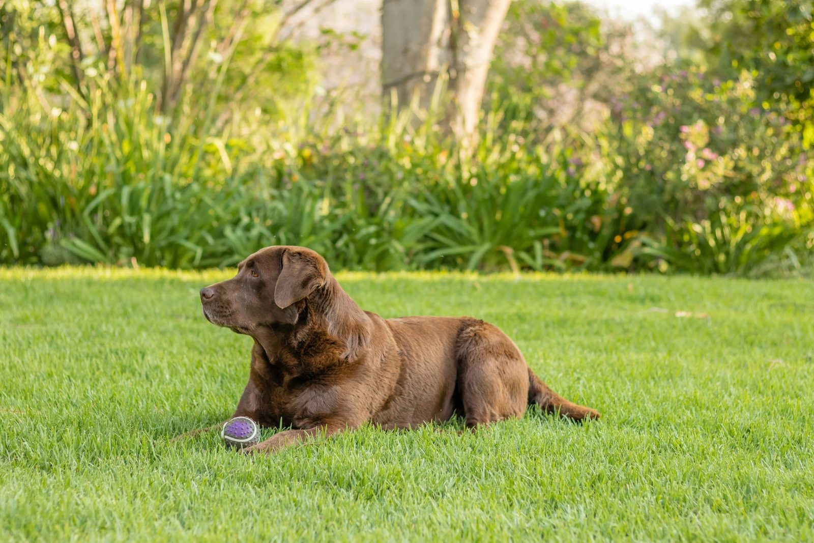 A Cozy Acres Farm Labrador relaxing on the lawn