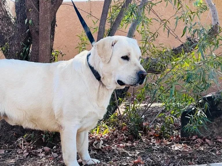 Iceman, outside stud, standing in a garden