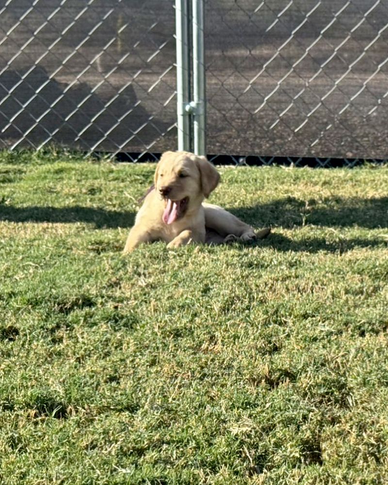 Yellow female Labrador Retriever puppy lying in the grass at Cozy Acres Farm